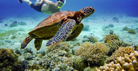 cebu snorkeling